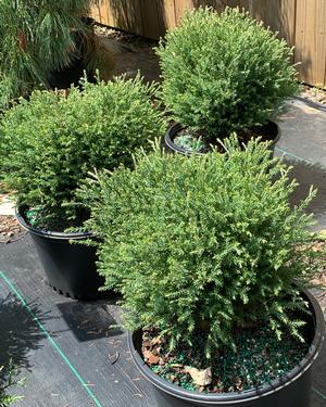 Thuja occidentalis Mr. Bowling Ball