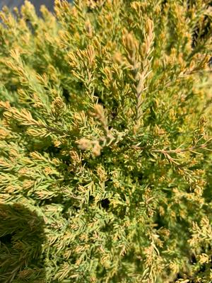 Thuja occidentalis Rheingold