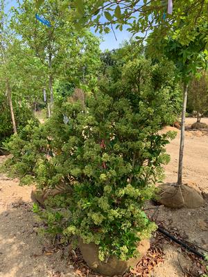 Viburnum Awabuki Chindo