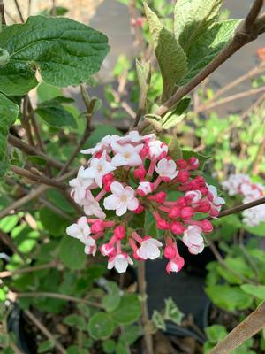 Viburnum Carlesii 