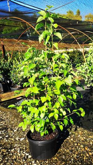 Viburnum dentatum Blue Muffin® 