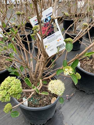 Viburnum lantana Mohican