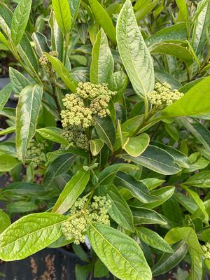 Viburnum nudum Brandywine™ 