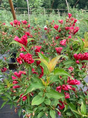 Weigela florida Sonic Bloom® Red (PP25132) 