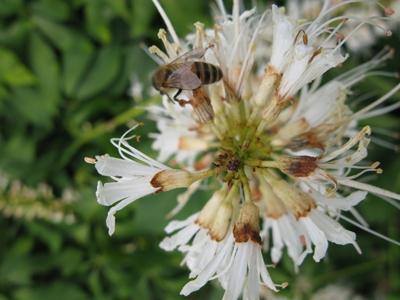 Aesculus parviflora 