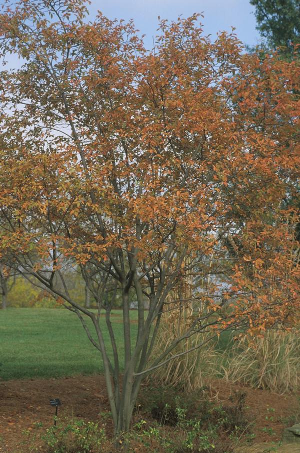 Amelanchier laevis 