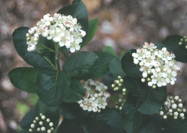 Aronia melanocarpa Viking