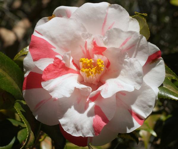 Camellia japonica Lady Vansittart