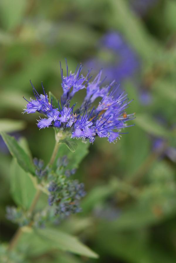 Caryopteris x clandonensis Dark Knight