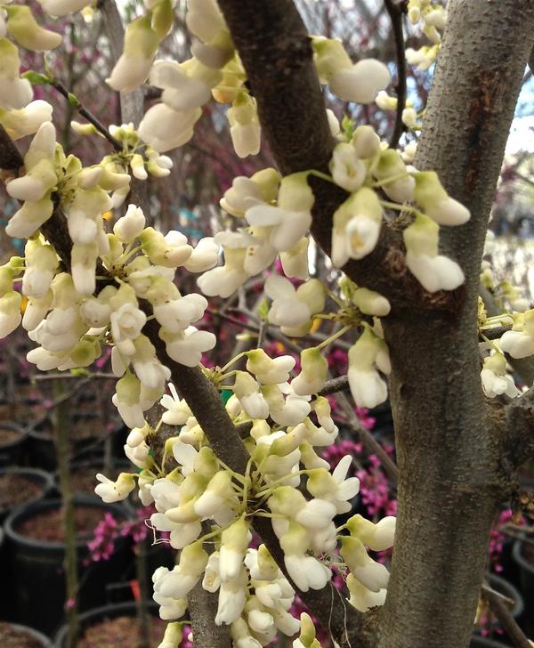 Cercis canadensis Royal White