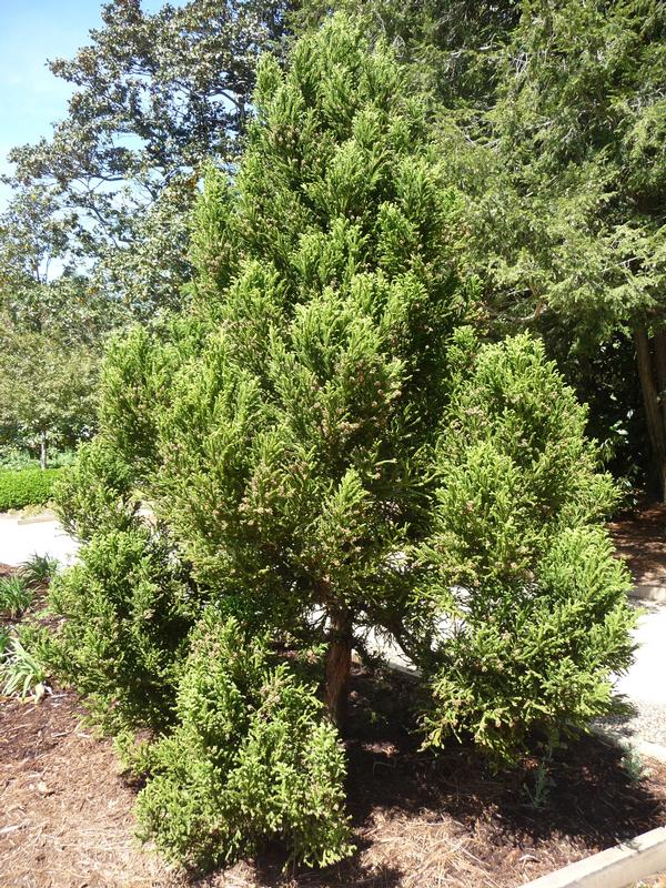 Cryptomeria japonica Black Dragon