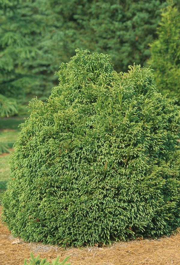 Cryptomeria japonica Globosa Nana