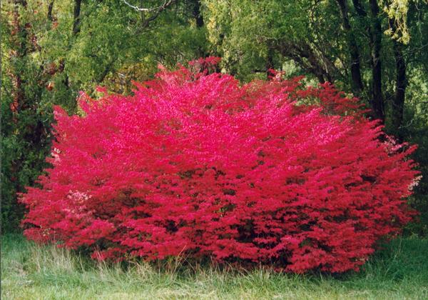 Euonymus alatus Compactus