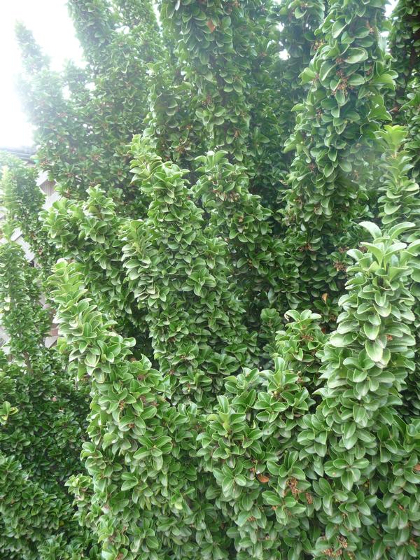 Euonymus japonicus Green Spire