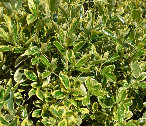 Euonymus japonicus Silver King