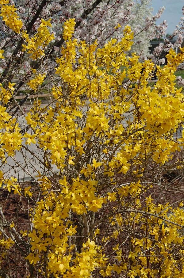 Forsythia x intermedia Lynwood