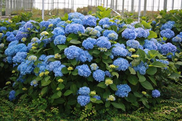 Hydrangea macrophylla Endless Summer®The Original 