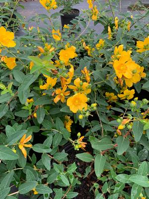 Hypericum calycinum 