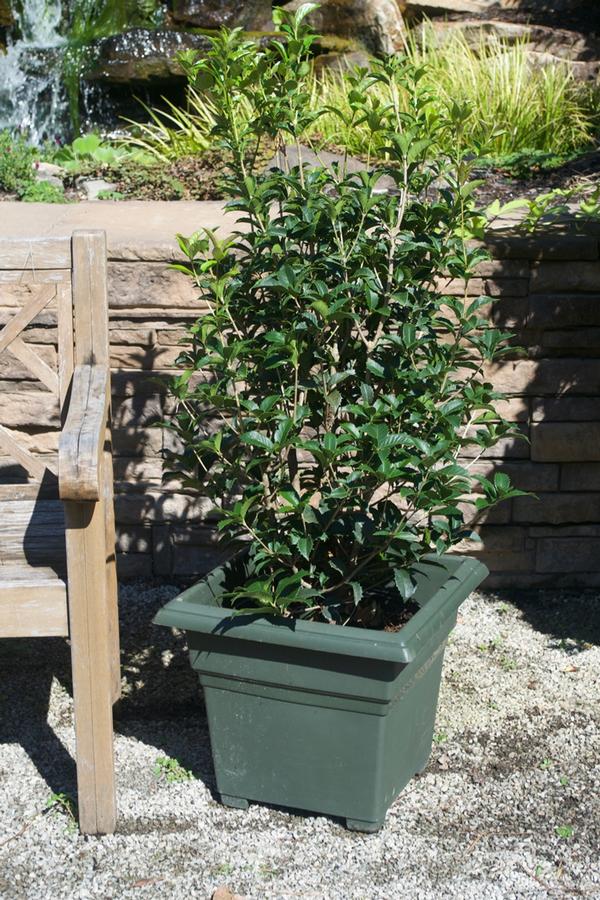 Osmanthus x fortunei 