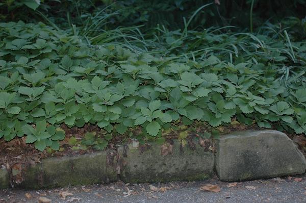 Pachysandra procumbens 