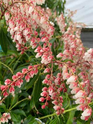 Pieris japonica Dorothy Wycoff