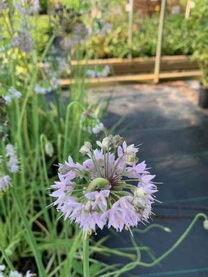 Allium cernuum 