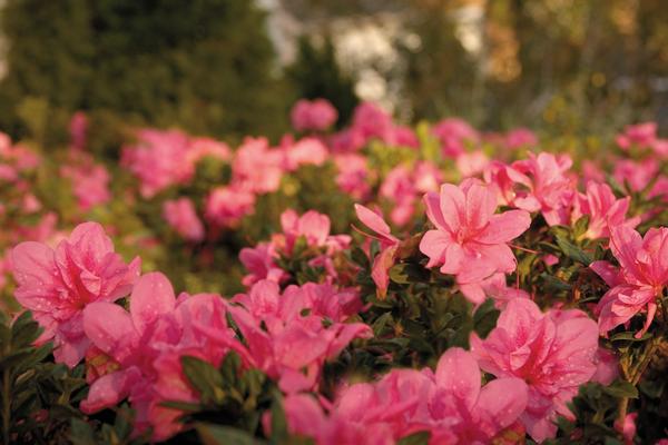 Azalea-Rhododendron Encore®Autumn Empress™ 