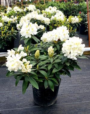 Rhododendron Chionoides