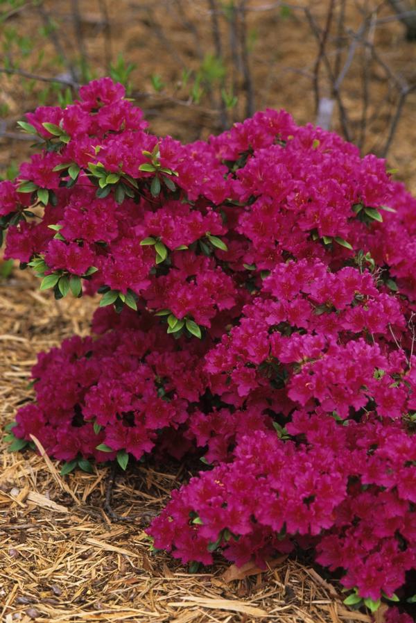 Azalea-Rhododendron Girard hybrid Girards Fuchsia