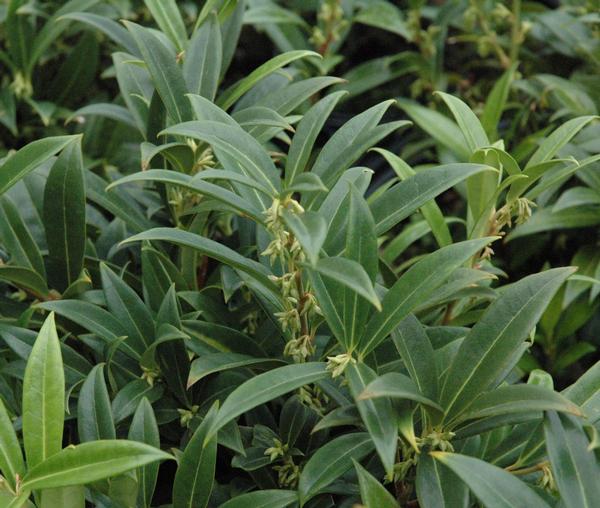 Sarcococca hookeriana var humilis 