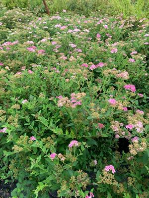 Spiraea japonica Little Princess