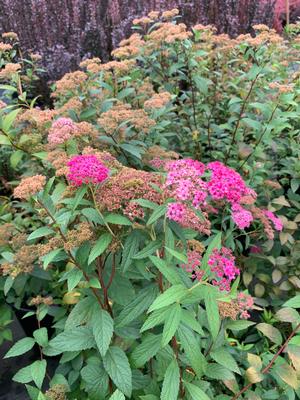 Spiraea x bumalda Anthony Waterer