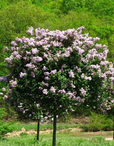 Syringa meyeri Palibin