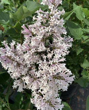 Syringa pubescens ssp. patula Miss Kim