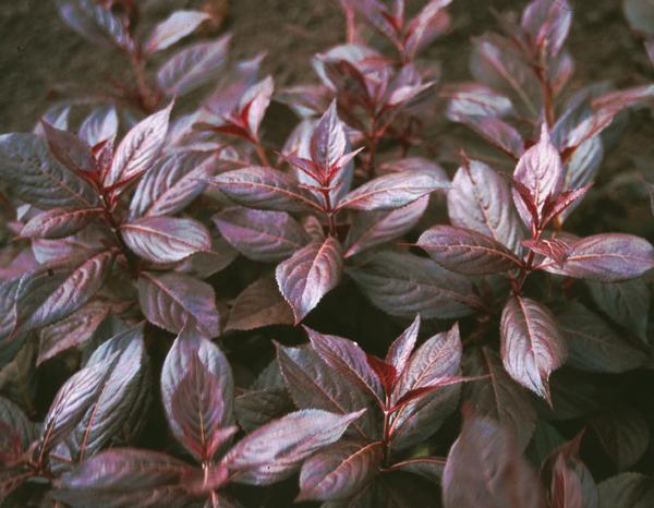 Weigela florida Midnight Wine® 