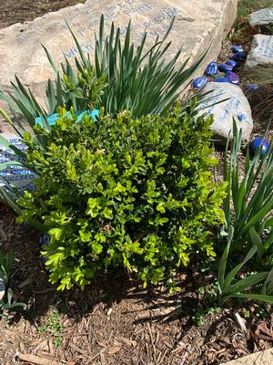 Buxus NewGen Independence