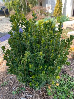 Buxus NewGen Freedom