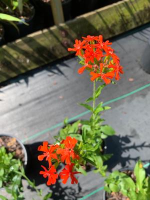 Lychnis chalcedonica 