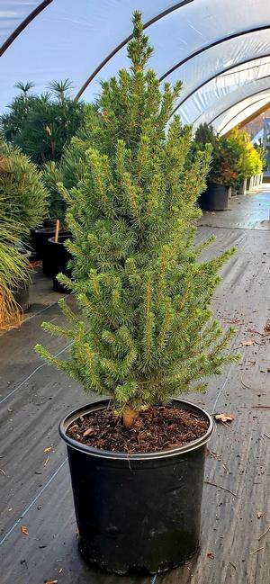 Picea glauca Conica