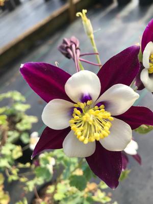 Aquilegia vulgaris Winky Purple-White