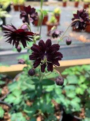 Aquilegia Black Barlow