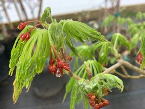 Acer japonicum Green Cascade