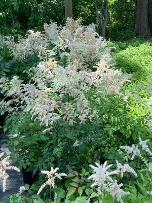 Astilbe arendsii Deutschland