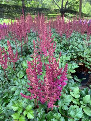 Astilbe chinensis Purple Rain