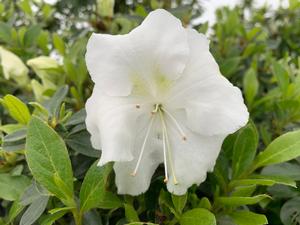 Azalea-Rhododendron Encore®Autumn Angel® PP15277 