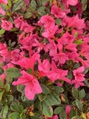 Azalea-Rhododendron Encore®Autumn Cheer®PP10579 