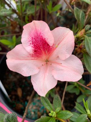 Azalea-Rhododendron Encore®Autumn Chiffon™PP15862 