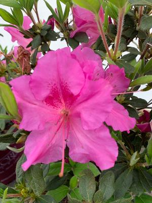 Azalea-Rhododendron Encore®Autumn Royalty®PP10580 