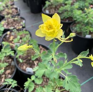 Aquilegia caerulea Sunshine