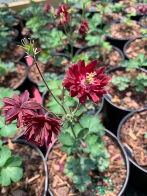 Aquilegia vulgaris Ruby Port